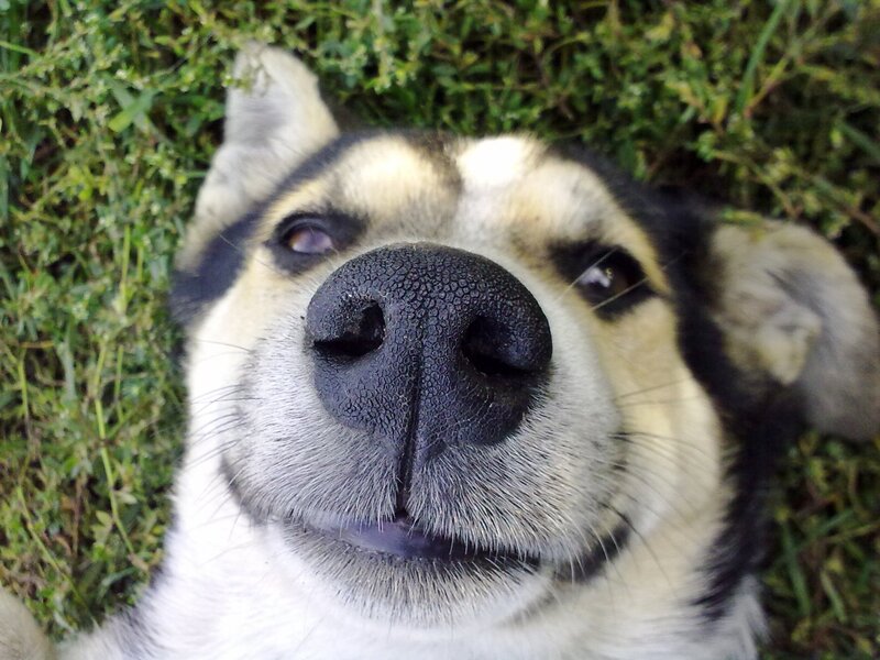 Dog Lying on Grass — Green, Calm, Afternoon