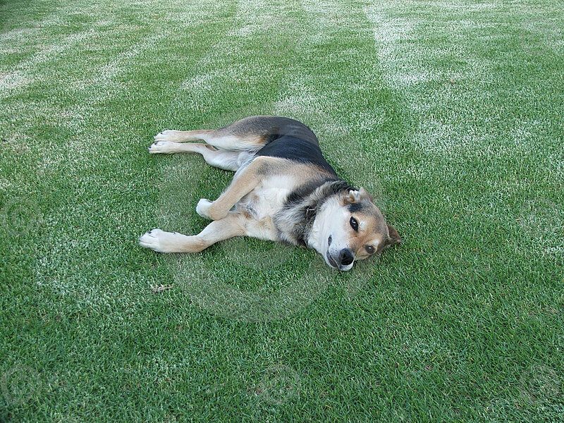 Dog Lying on Grass — Green