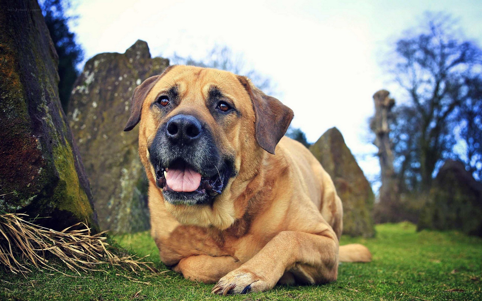 dog lying on grass outdoors