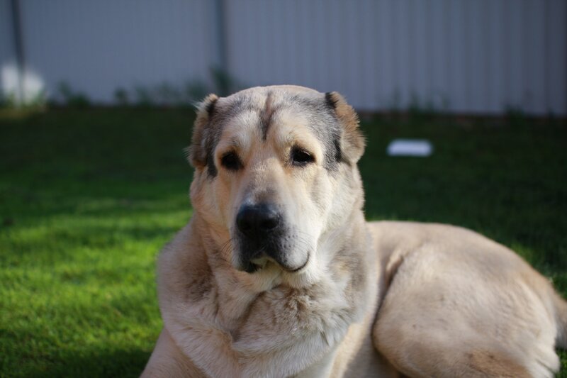 dog lying on grass