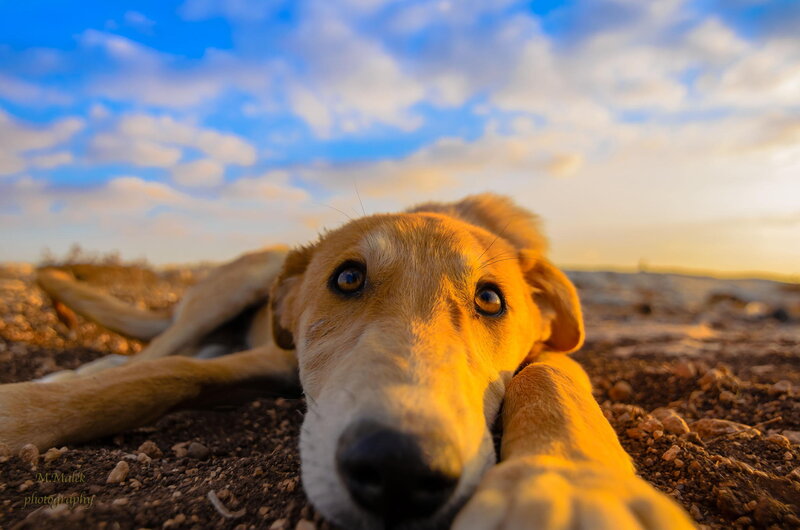 Dog Lying on Ground — Blue