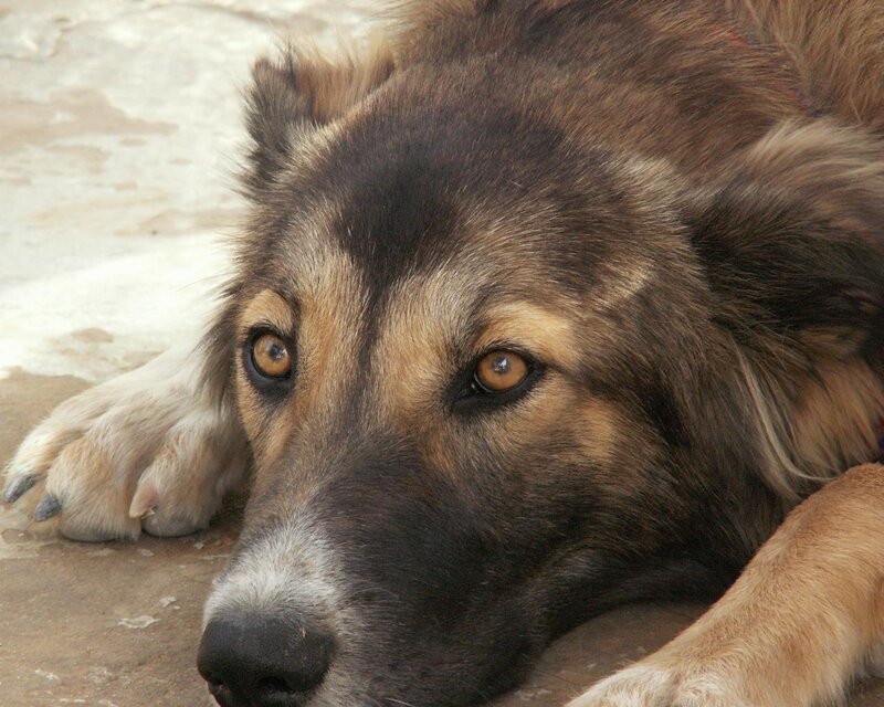 Dog Lying on Ground — Brown