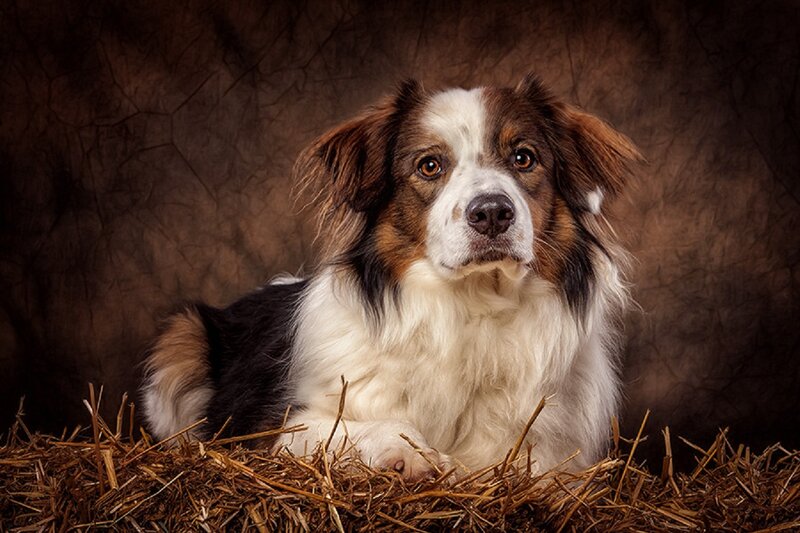 Dog Lying on Hay