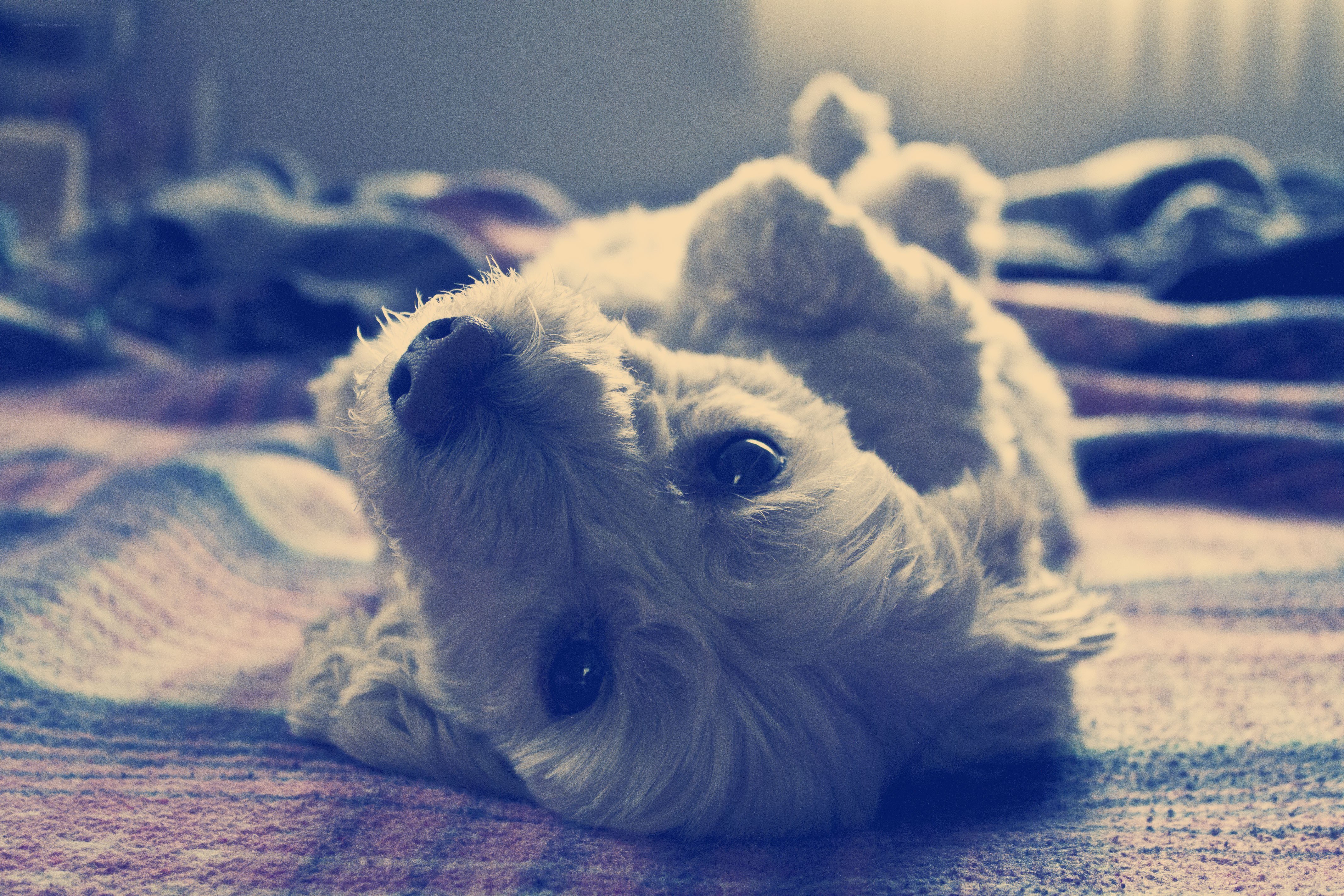 dog lying on its back