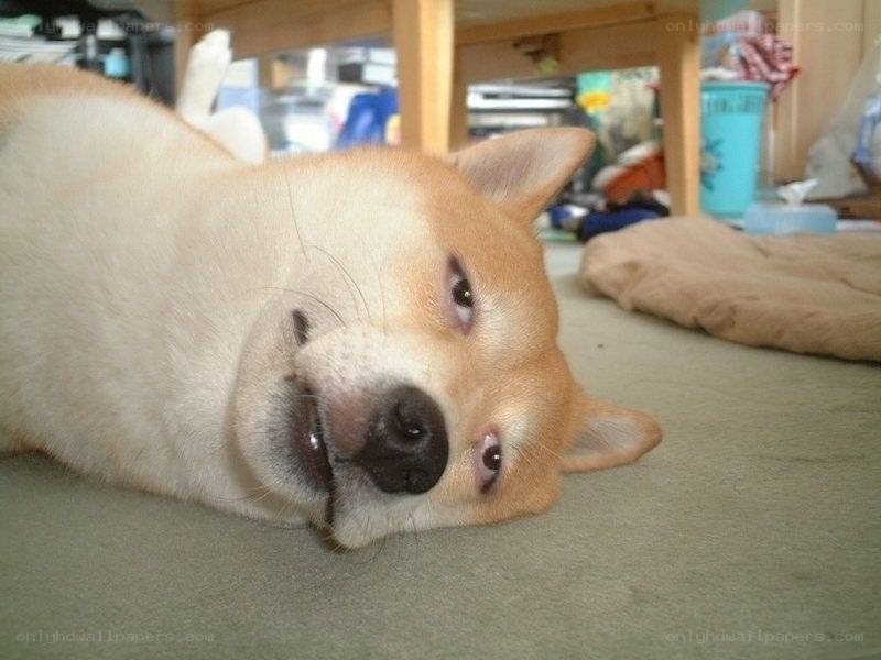 dog lying on its side
