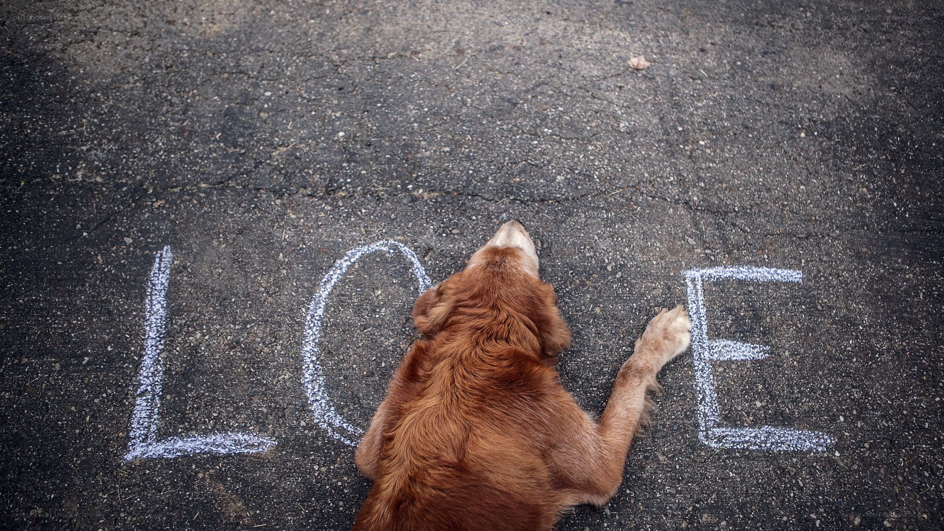 dog lying on love chalk drawing