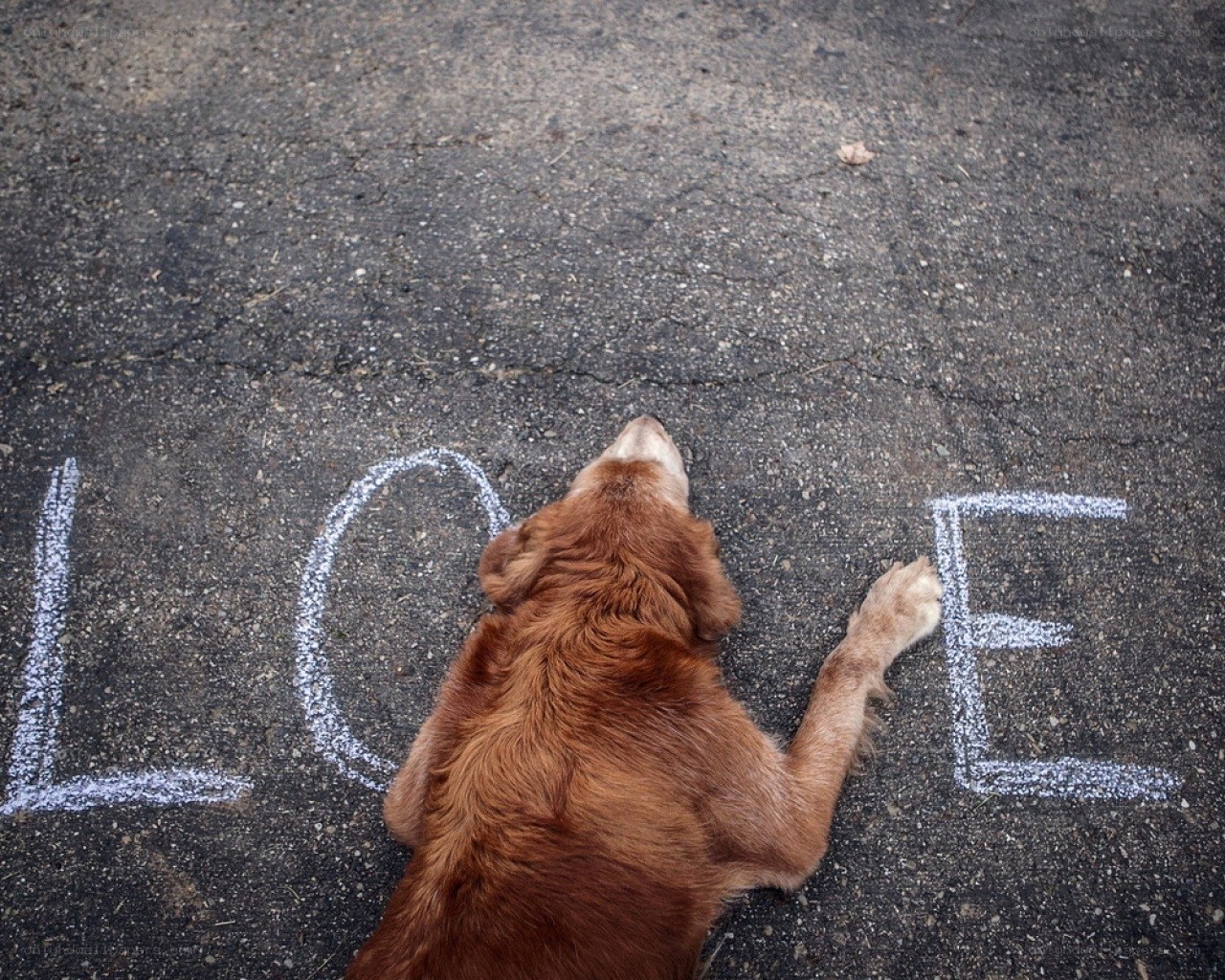 dog lying on love chalk drawing