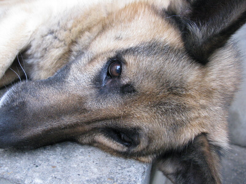 Dog Lying on Pavement — Brown