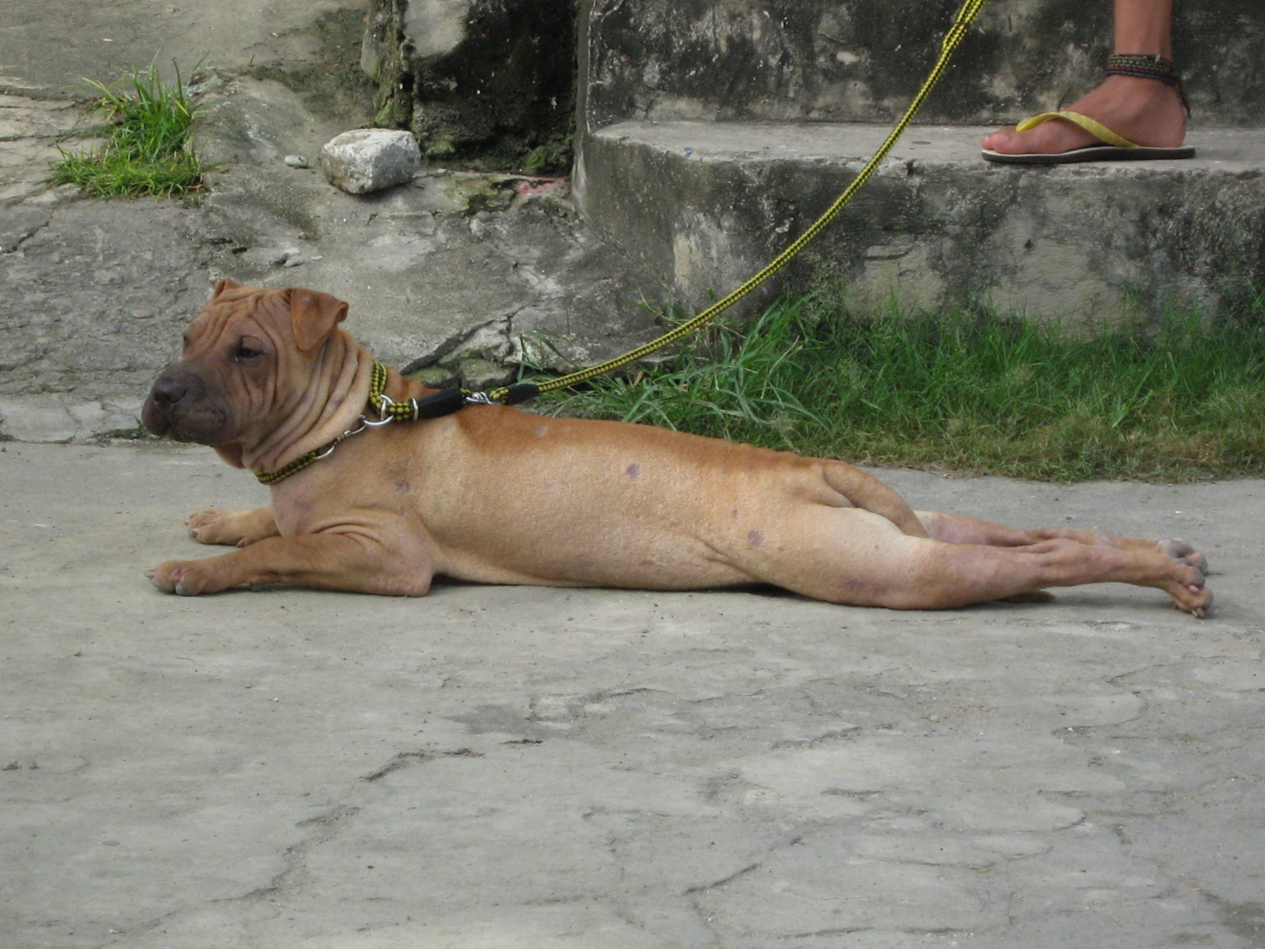 dog lying on pavement