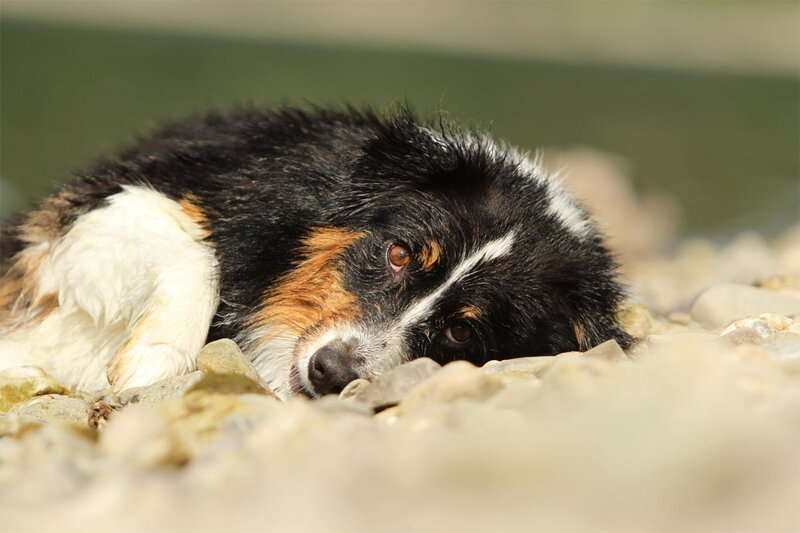 Dog Lying on Rocks