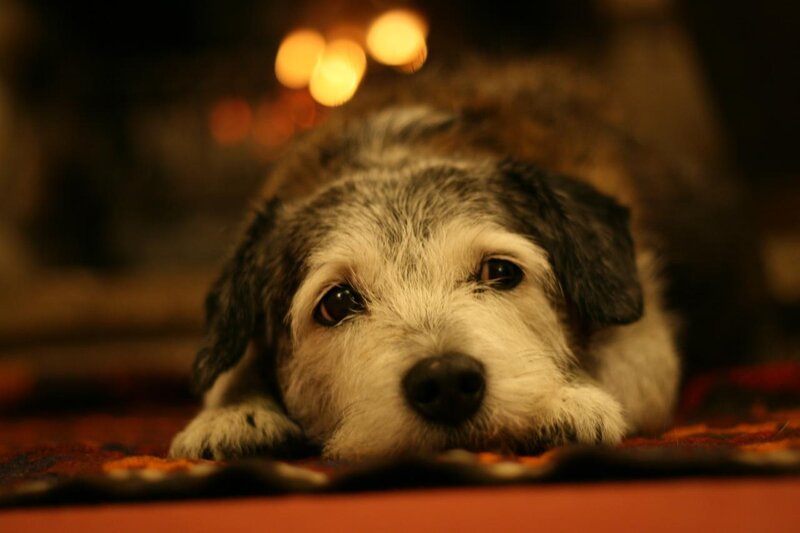 Dog Lying on Rug — Brown, Calm, Night