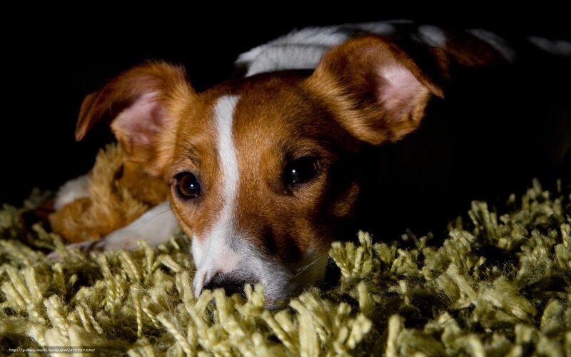 dog lying on rug