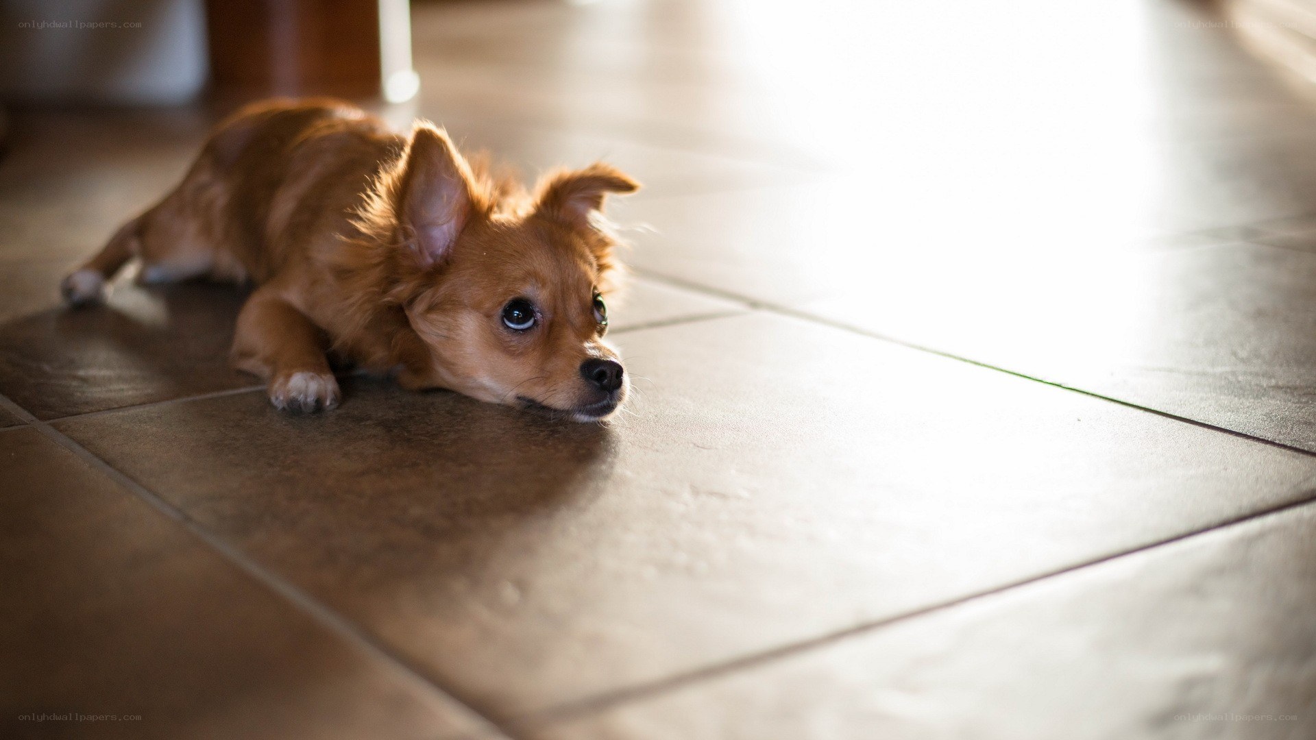 dog lying on tiled floor