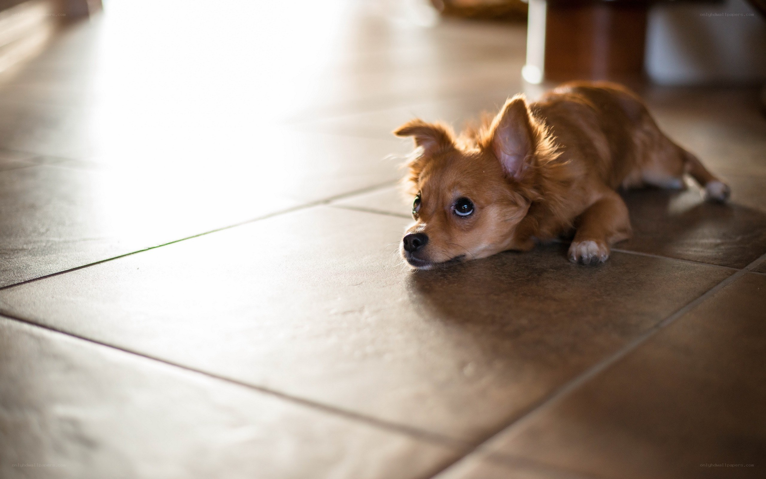 dog lying on tiled floor