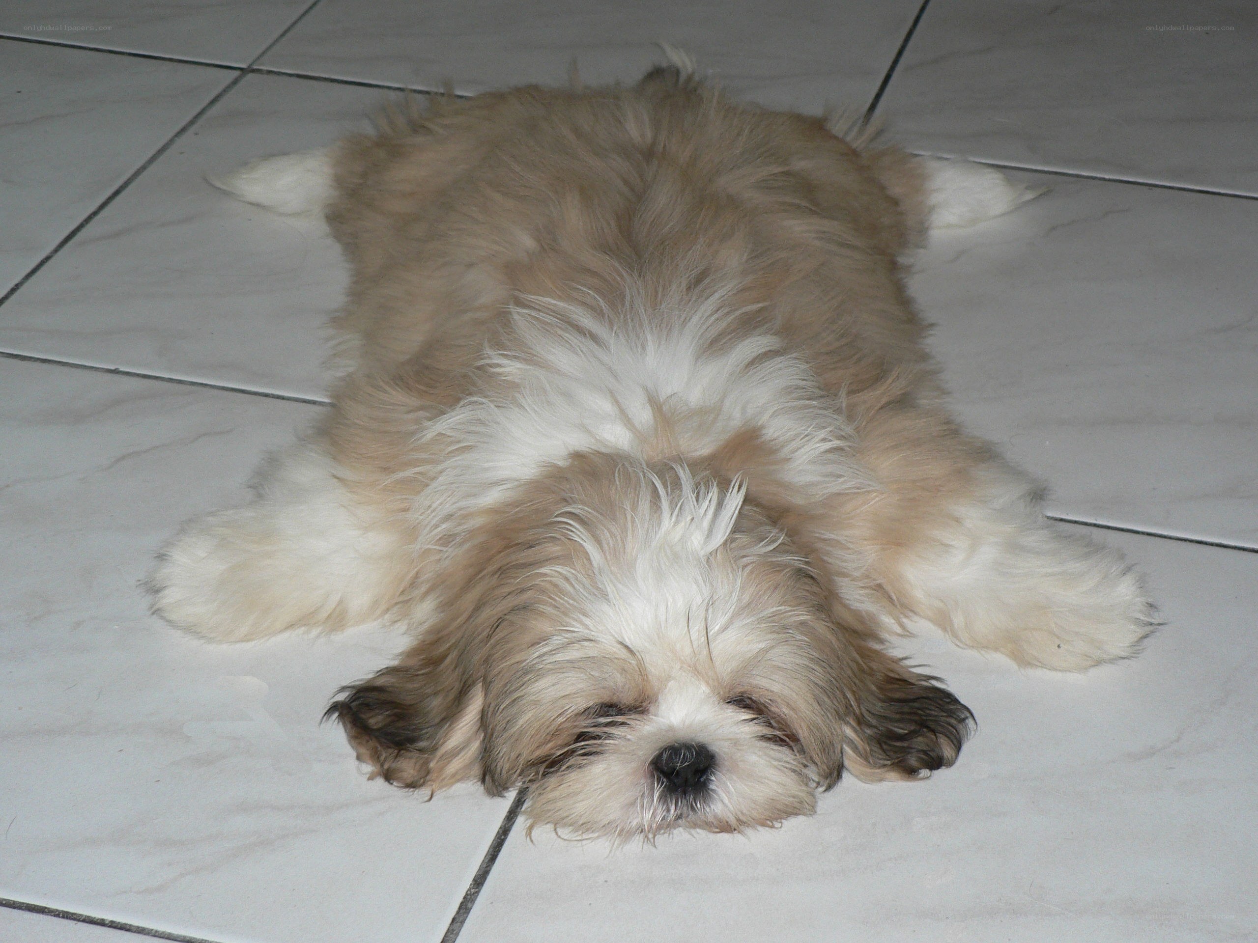 dog lying on tiled floor