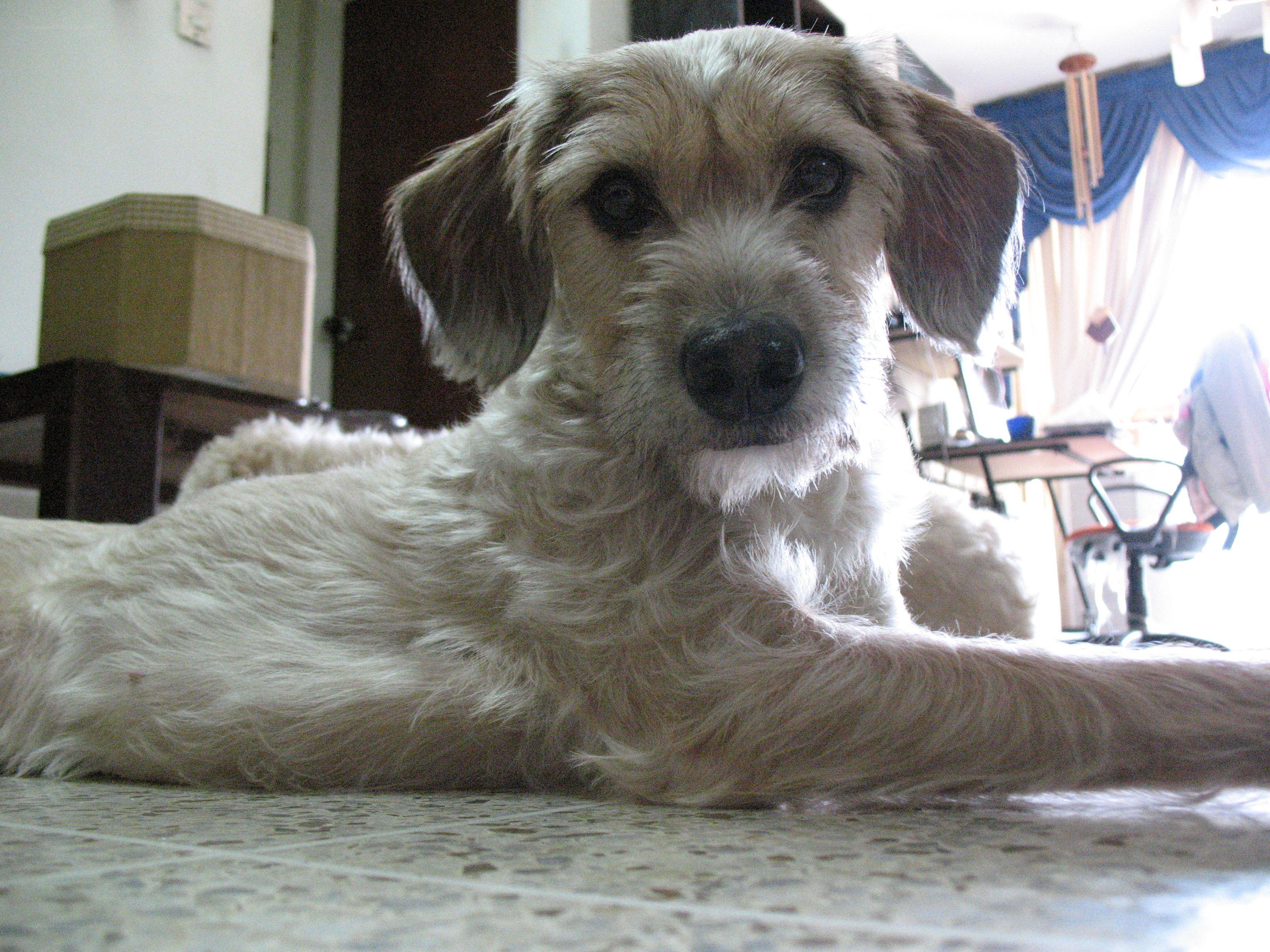 dog lying on tiled floor