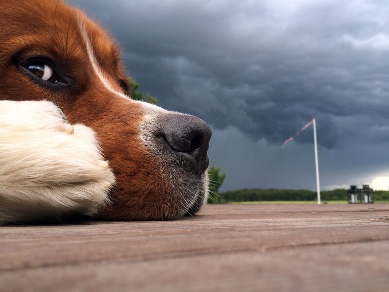 Dog Lying on Wood