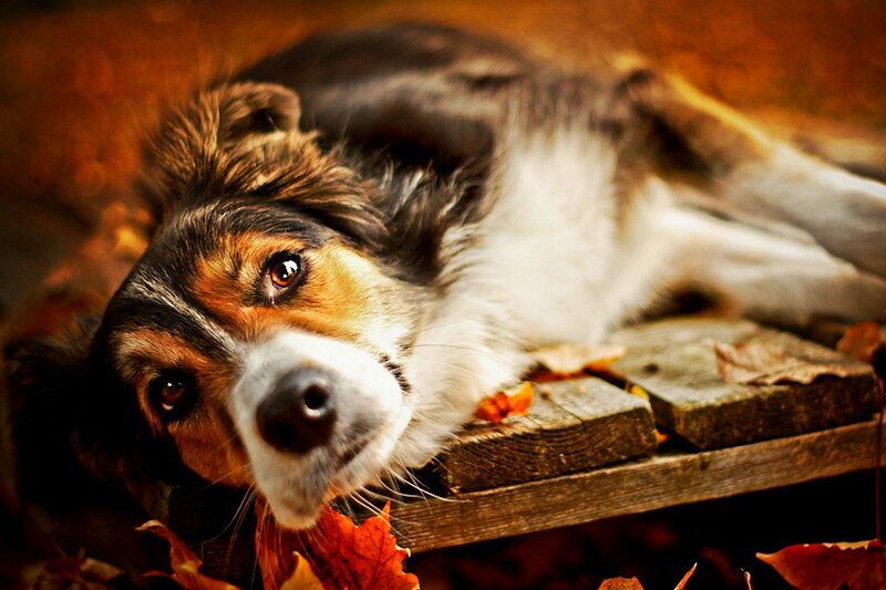 Dog Lying on Wooden Bench