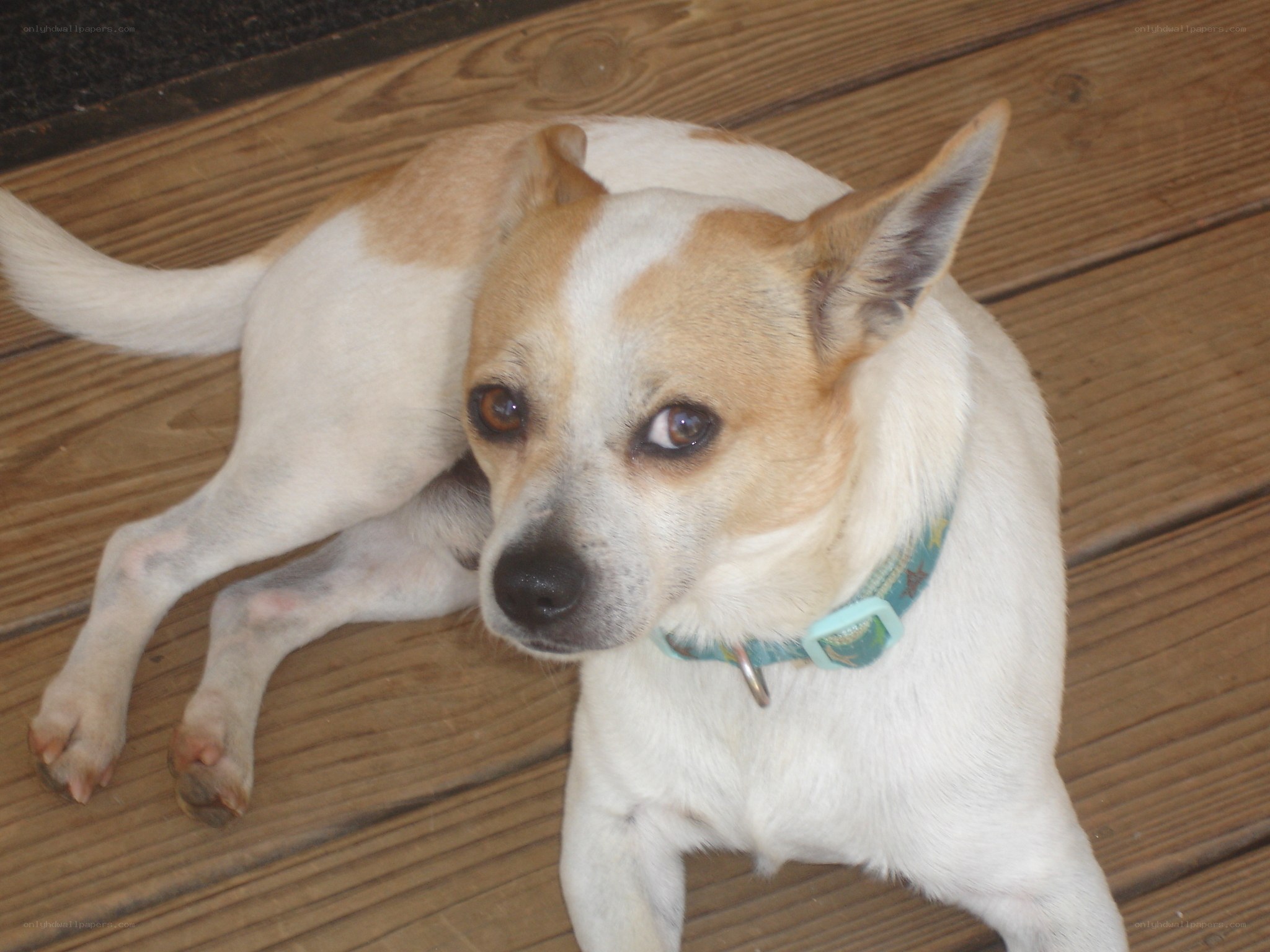 dog lying on wooden deck