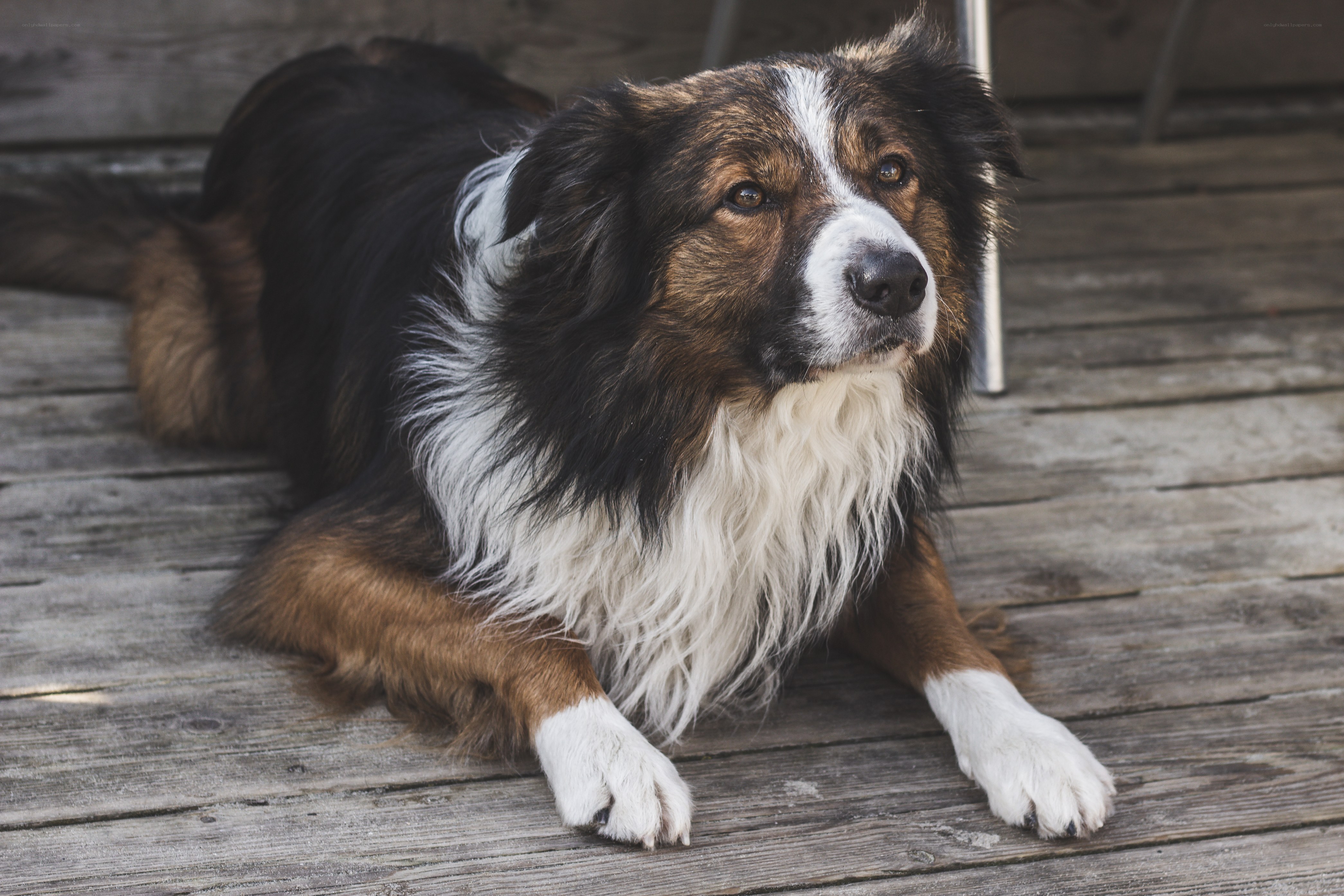 dog lying on wooden deck