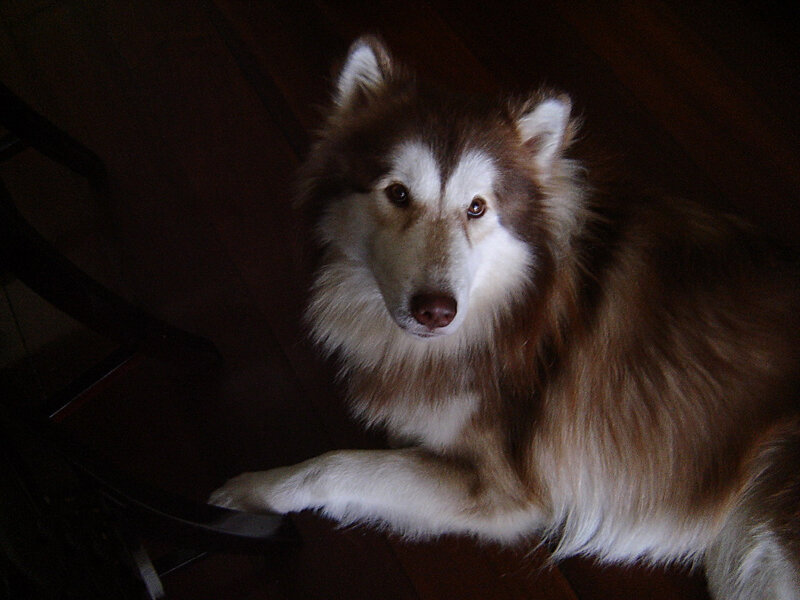 dog lying on wooden floor