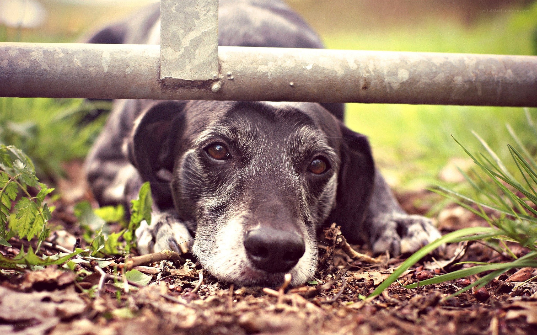 dog lying under a fence
