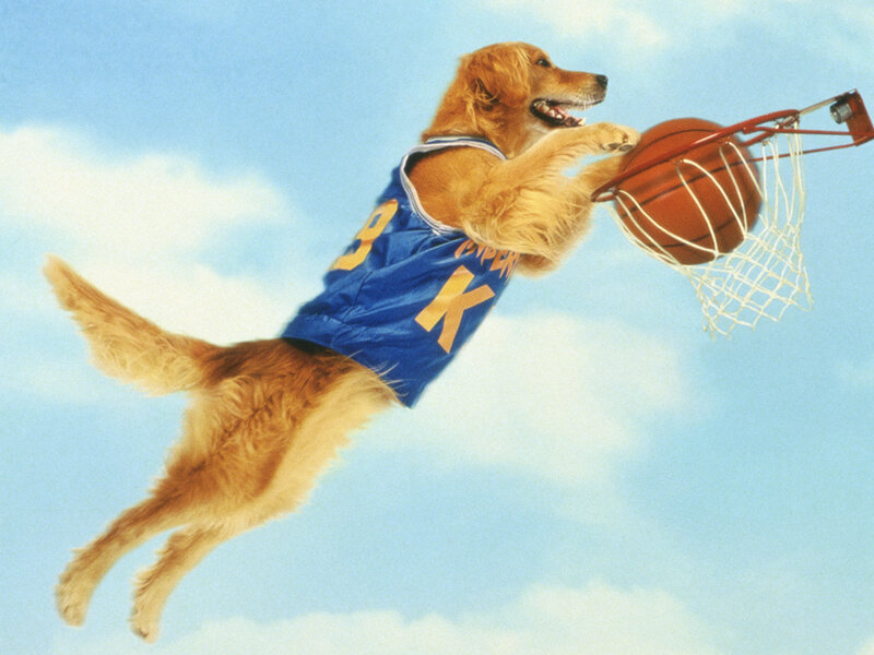 dog making basketball shot