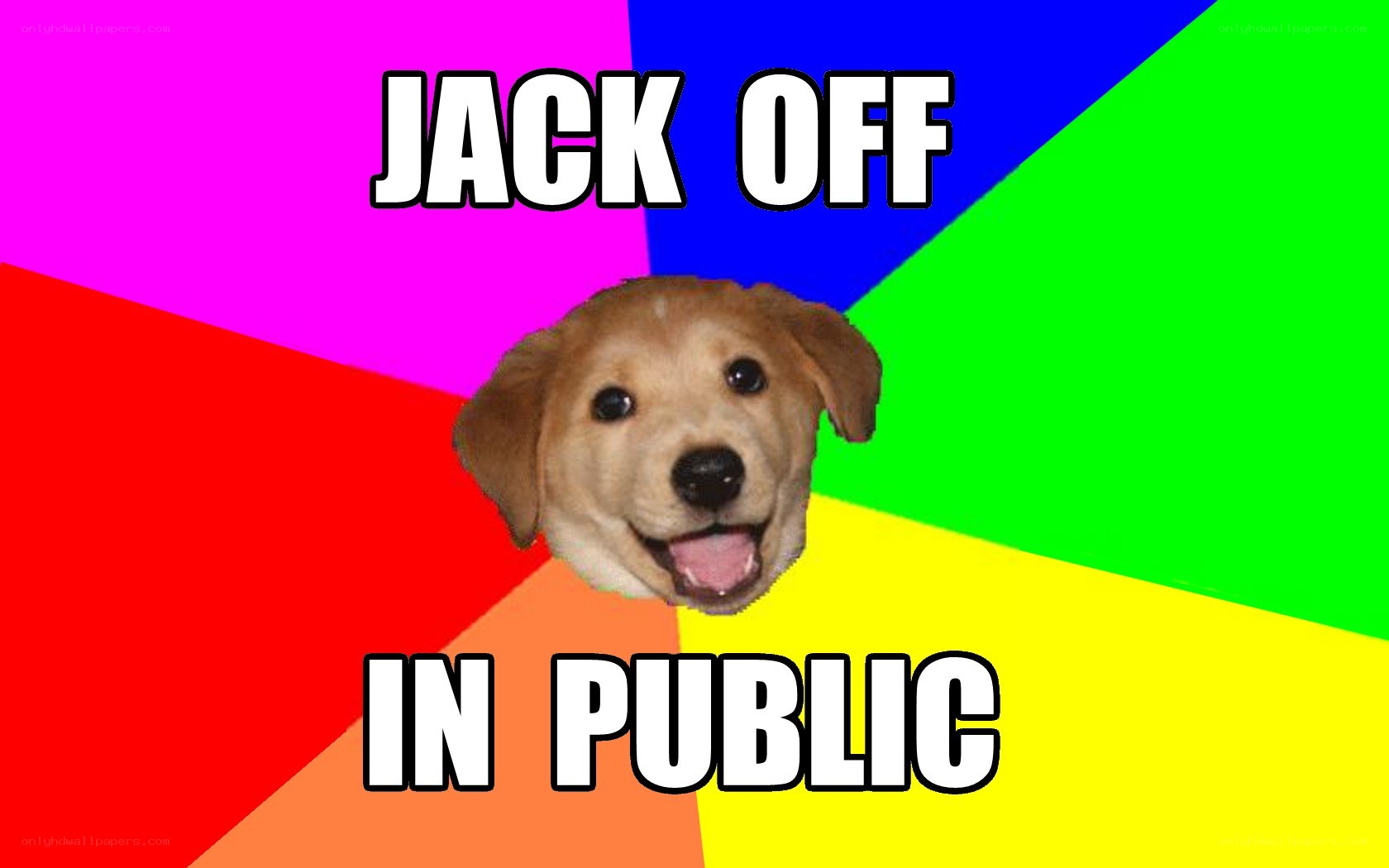 dog meme with colorful background