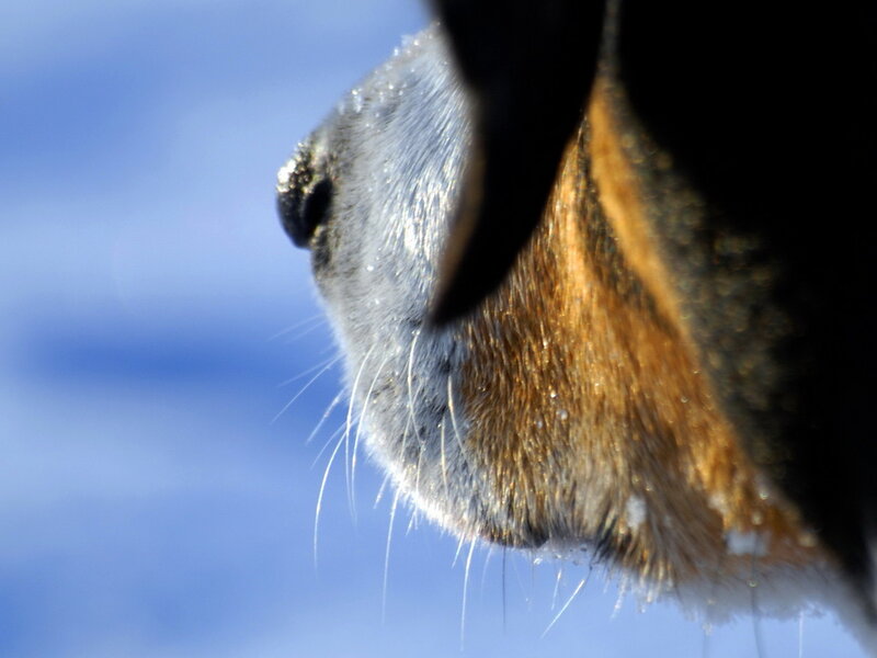 Dog Muzzle Close-up