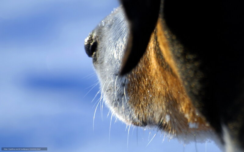 Dog Muzzle in Snow — Blue