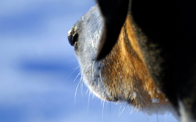 Dog Muzzle in Snow