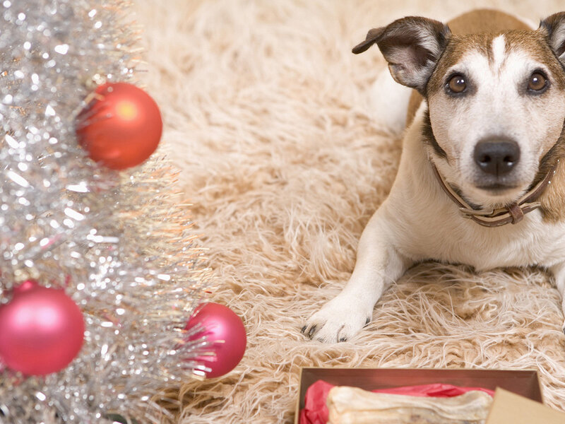 Dog Near Christmas Tree — White