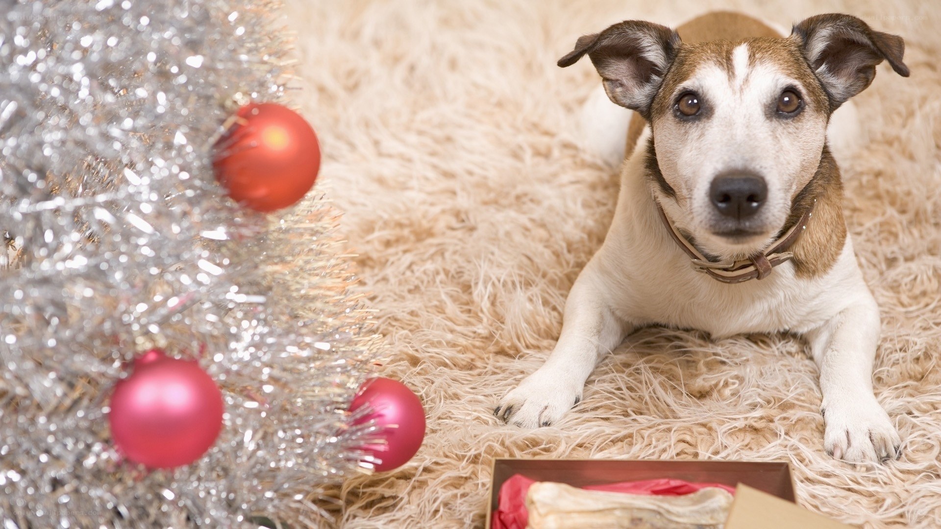 dog near Christmas tree