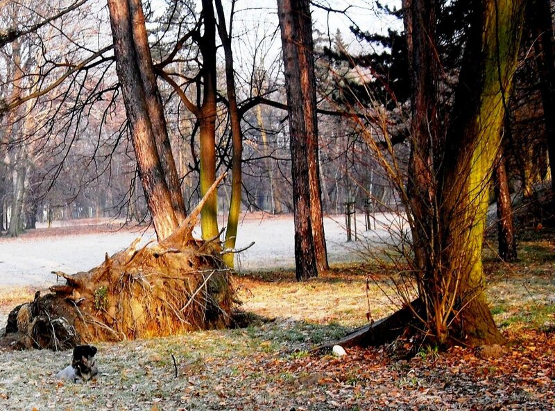 Dog Near Fallen Tree
