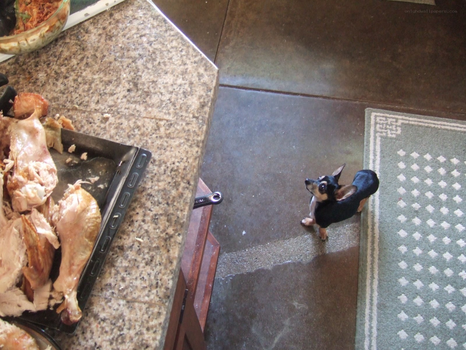 dog near kitchen counter