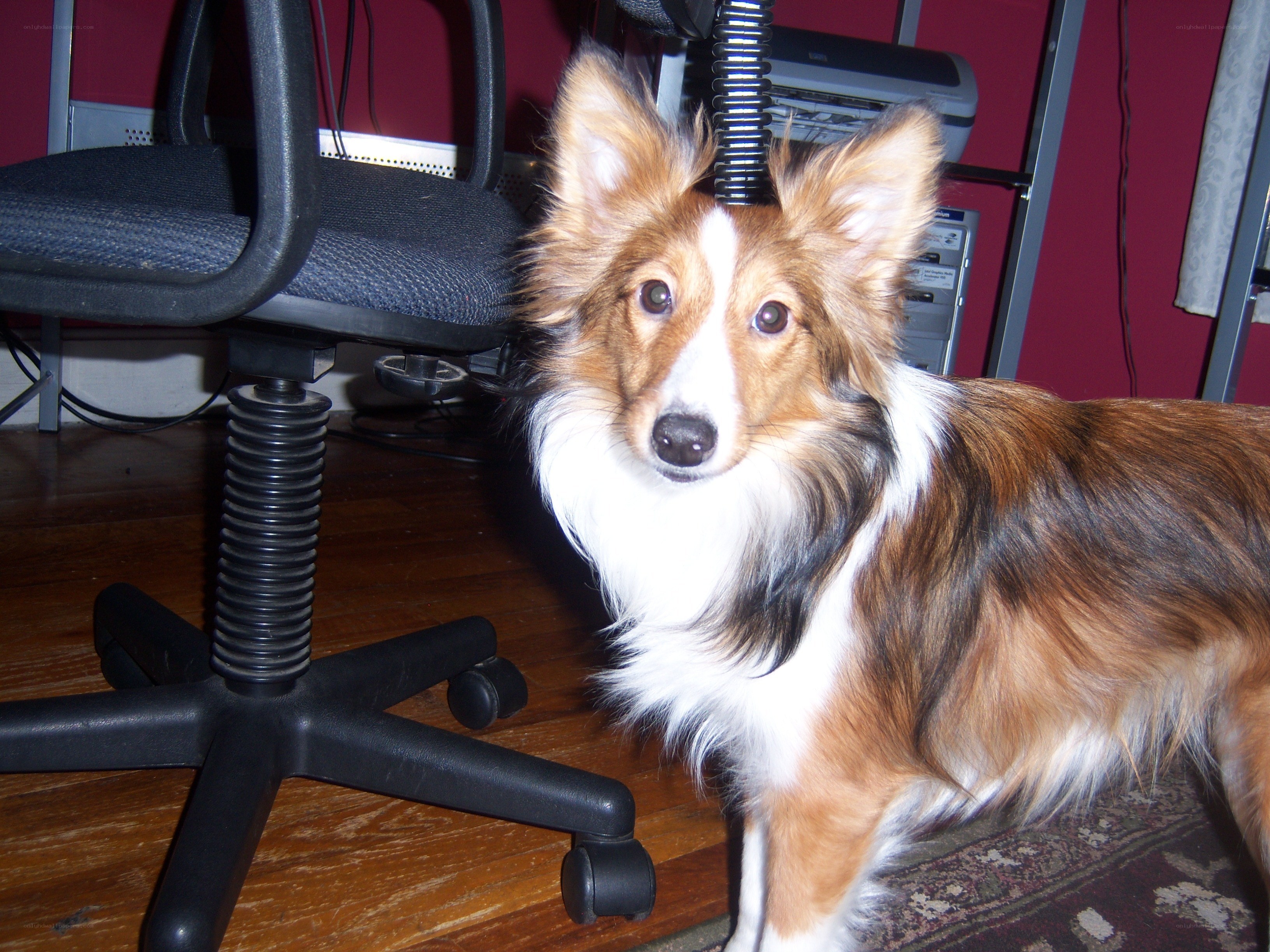 dog near office chair