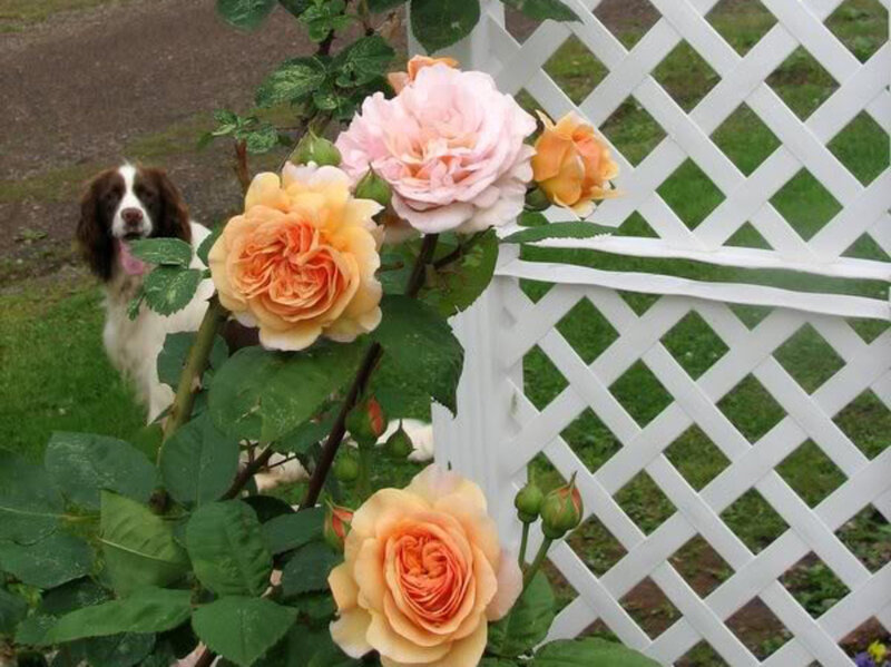 Dog Near Rose Bush