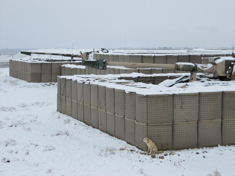 Dog Near Tank Bunker