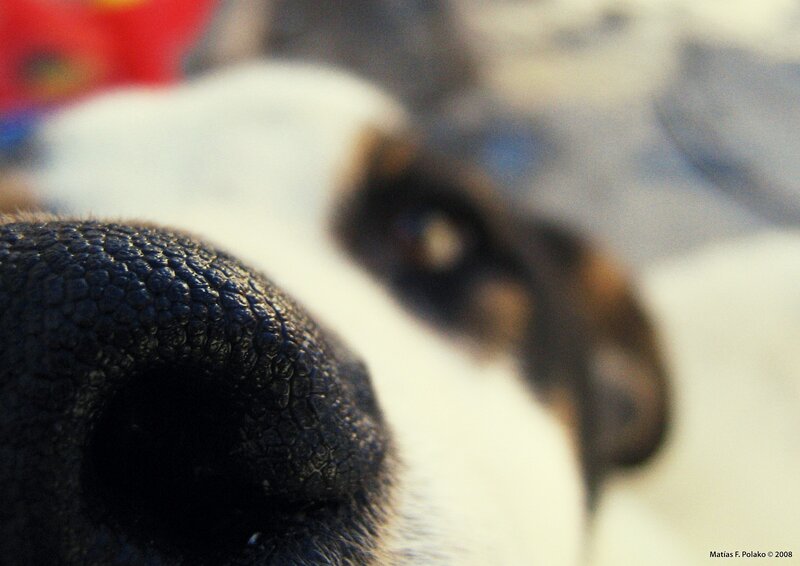 Dog Nose Close-up — Black, Calm
