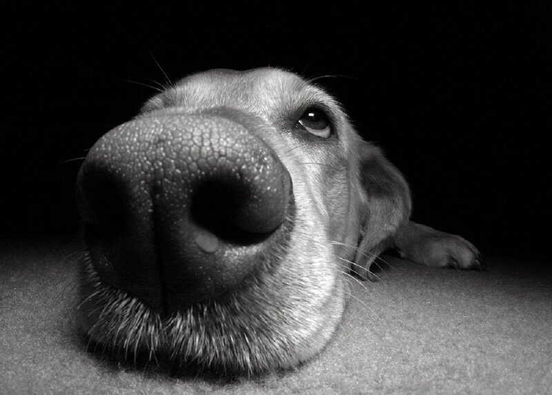 Dog Nose Close-up — Black