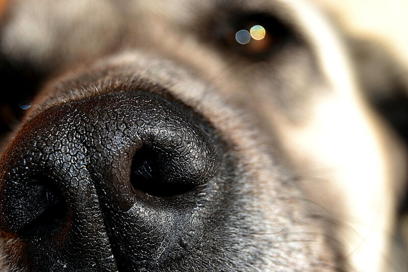 Dog Nose Close-up