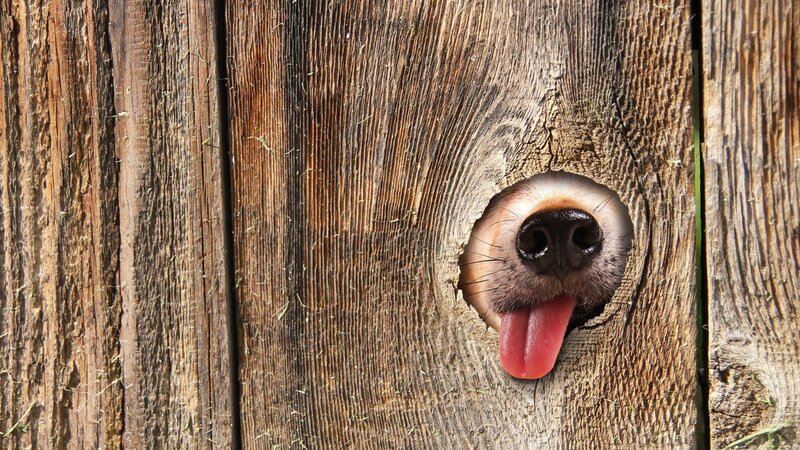 Dog Nose Through Hole