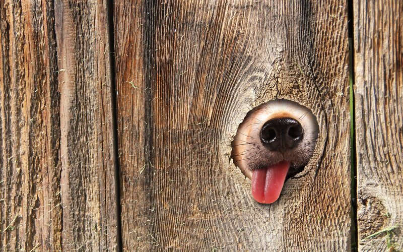 Dog Nose Through Wood — Brown