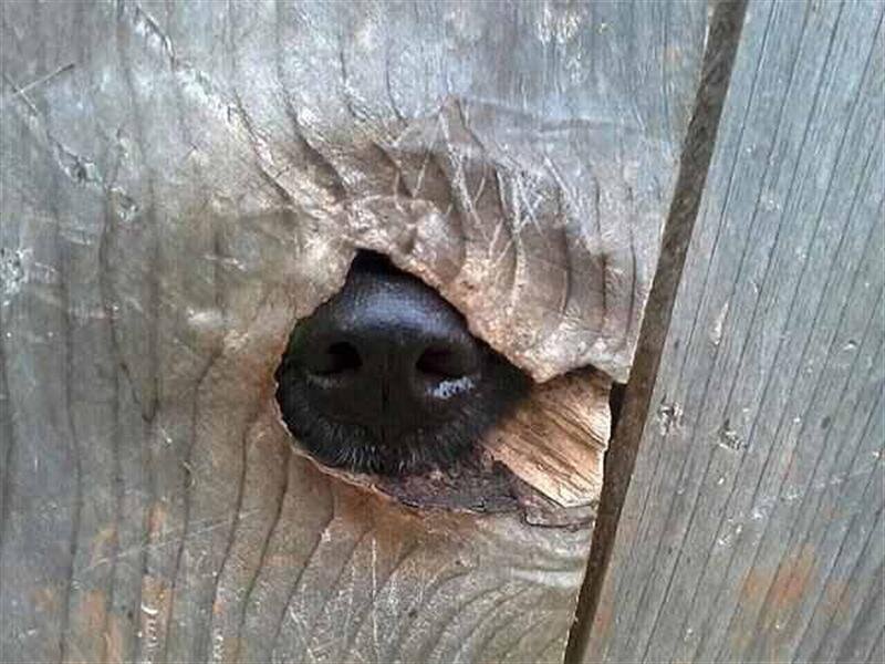 Dog Nose Through Wood