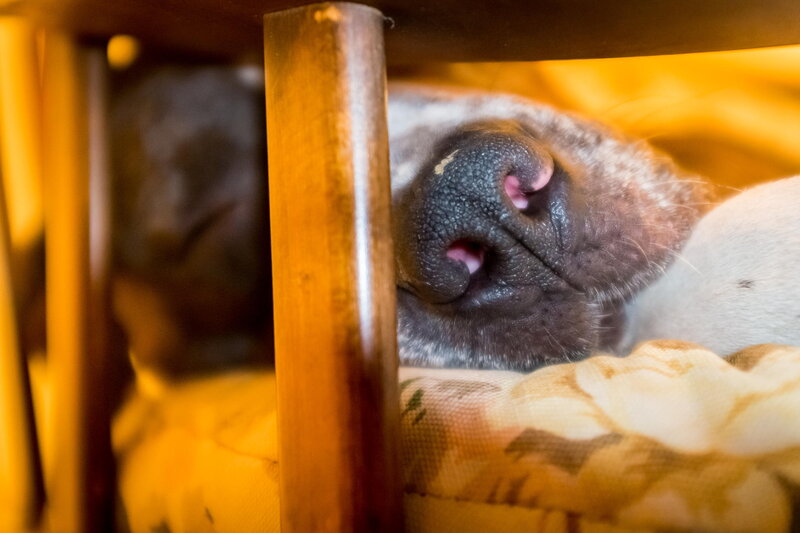 Dog Nose under Chair