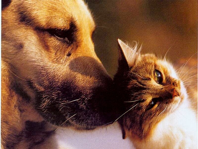dog nuzzling a cat