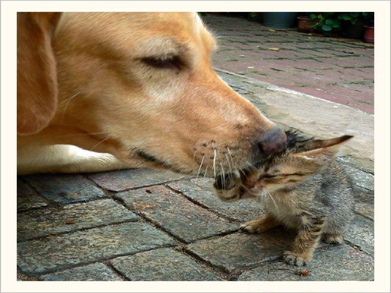 dog nuzzling a kitten