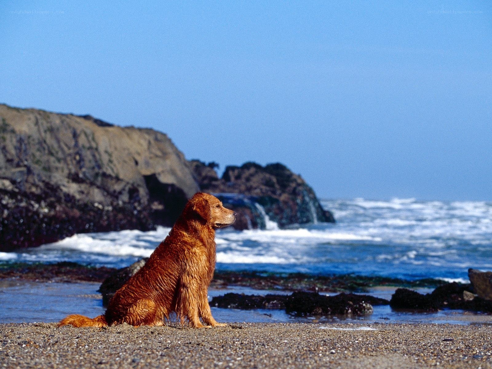 dog on a beach