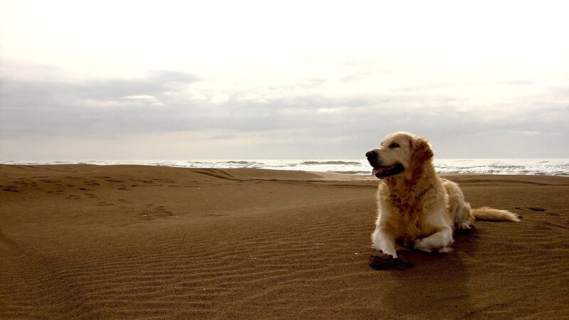 dog on a beach