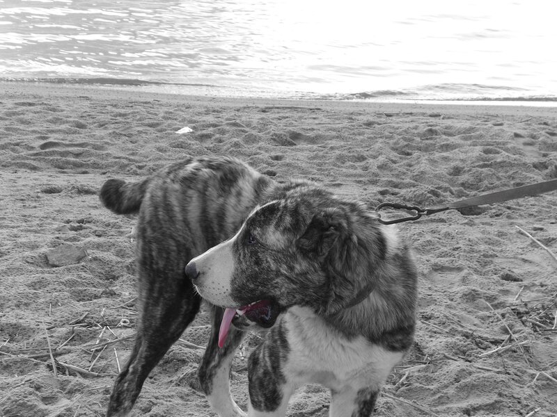 dog on a beach